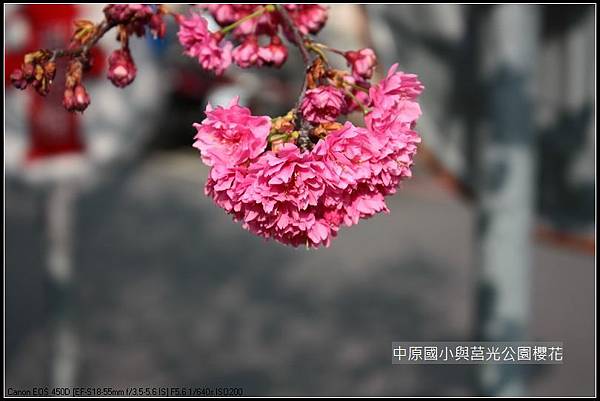 中原與莒光公園賞櫻_30