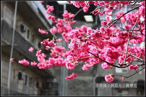 中原與莒光公園賞櫻_31