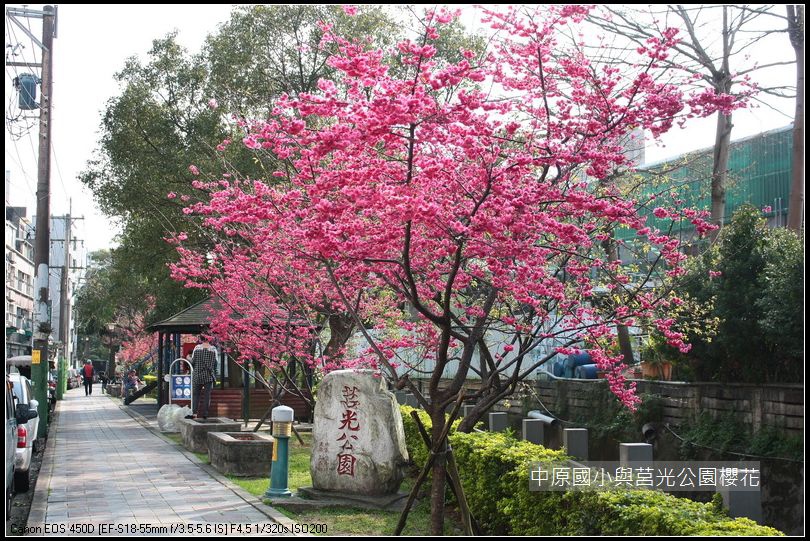 中原與莒光公園賞櫻_42