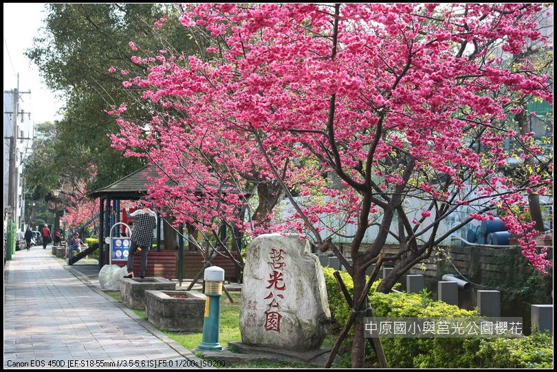 中原與莒光公園賞櫻_43 中原與莒光公園賞櫻_43