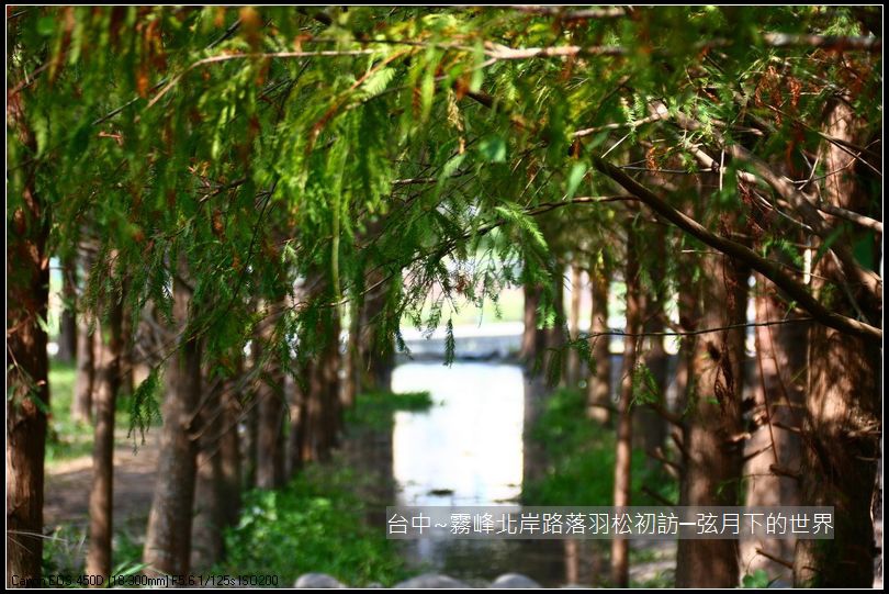 霧峰北岸路落羽松_20