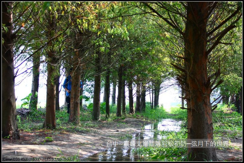 霧峰北岸路落羽松_21