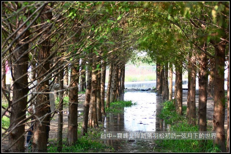 霧峰北岸路落羽松_25