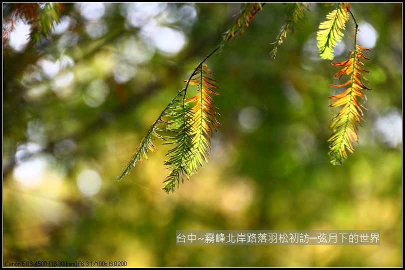 霧峰北岸路落羽松_35