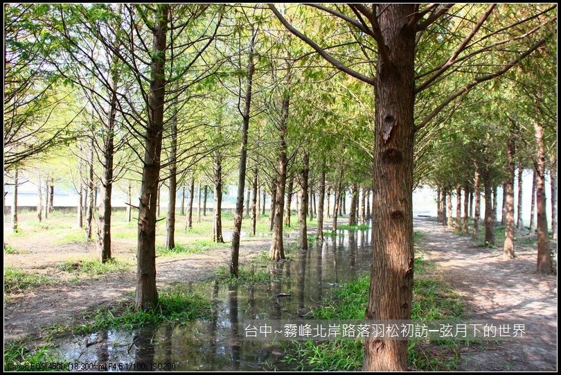 霧峰北岸路落羽松_36