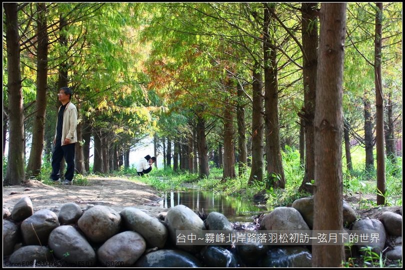 霧峰北岸路落羽松_38