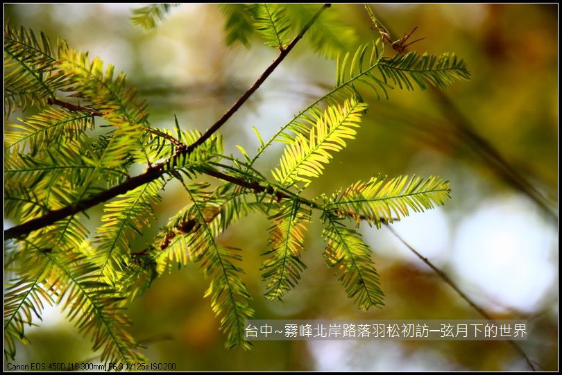 霧峰北岸路落羽松_40