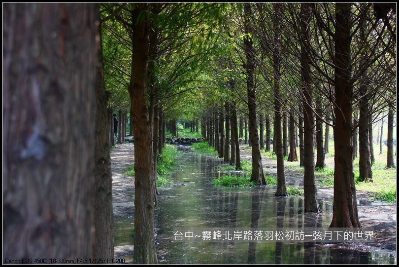 霧峰北岸路落羽松_44