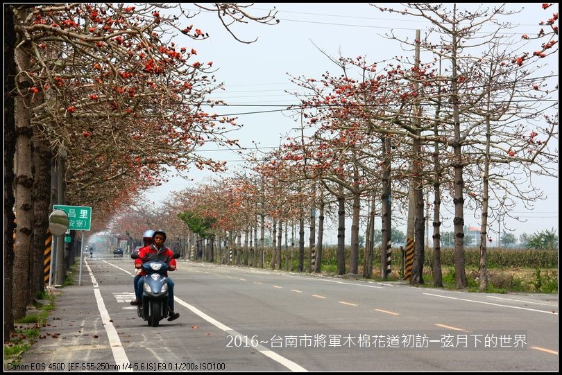 2016台南將軍區木棉花_17.jpg