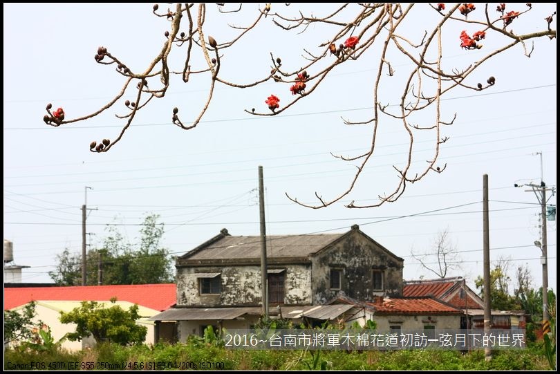 2016台南將軍區木棉花_20.jpg