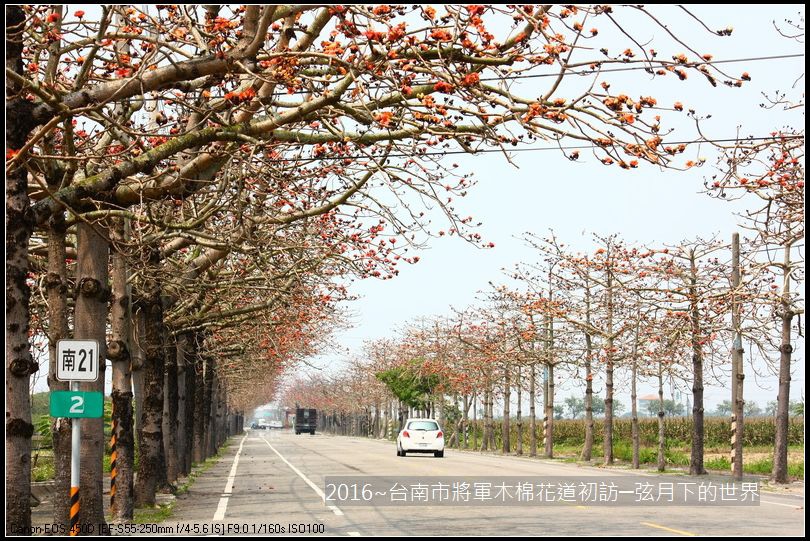 2016台南將軍區木棉花_24.jpg