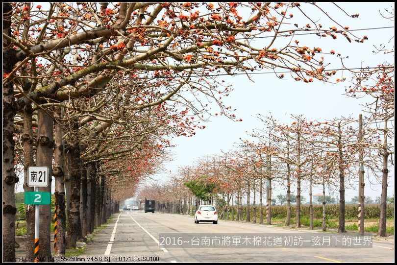 2016台南將軍區木棉花_24.jpg 2016台南將軍區木棉花_24.jpg