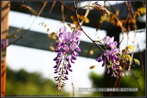 2016年內壢元生公園紫藤花_16