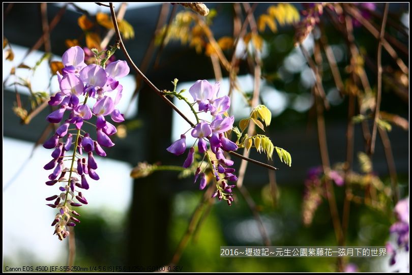 2016年內壢元生公園紫藤花_18