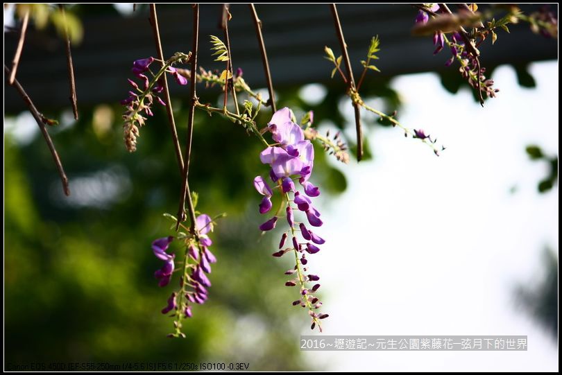 2016年內壢元生公園紫藤花_19