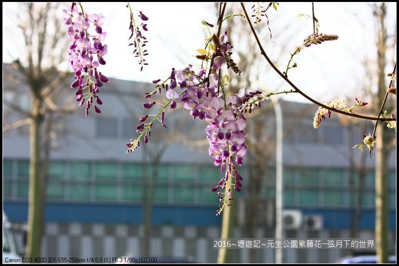 2016年內壢元生公園紫藤花_28