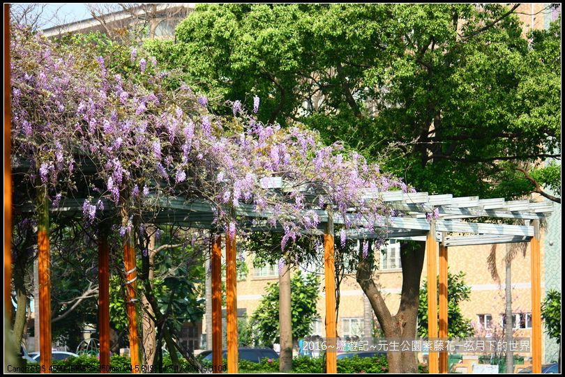 2016年內壢元生公園紫藤花_50 2016年內壢元生公園紫藤花_50