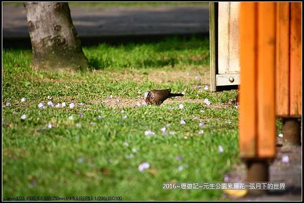 2016年內壢元生公園紫藤花_48