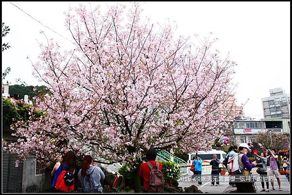 2016年淡水天元宮賞櫻_02