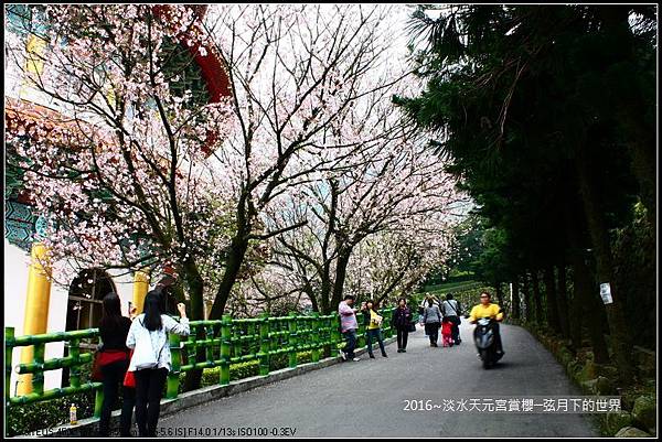 2016年淡水天元宮賞櫻_15