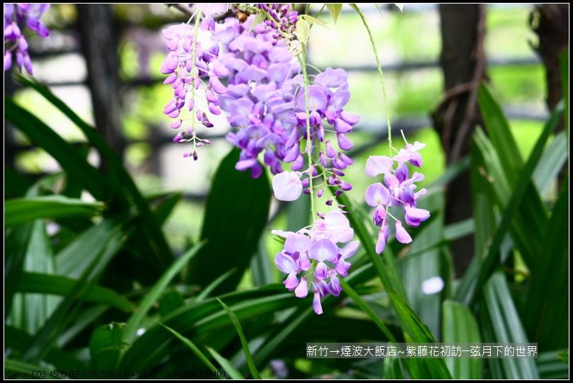 新竹煙波大飯店~紫藤花初訪_06.jpg