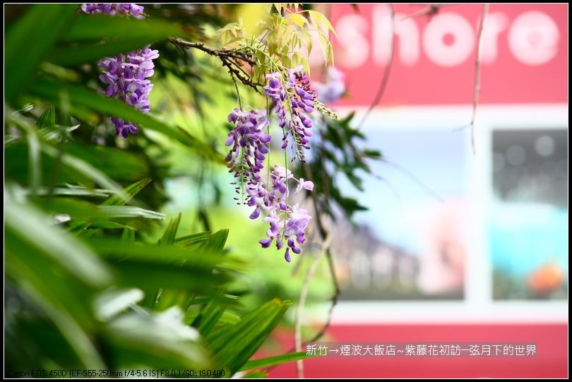 新竹煙波大飯店~紫藤花初訪_09.jpg 新竹煙波大飯店~紫藤花初訪_09.jpg