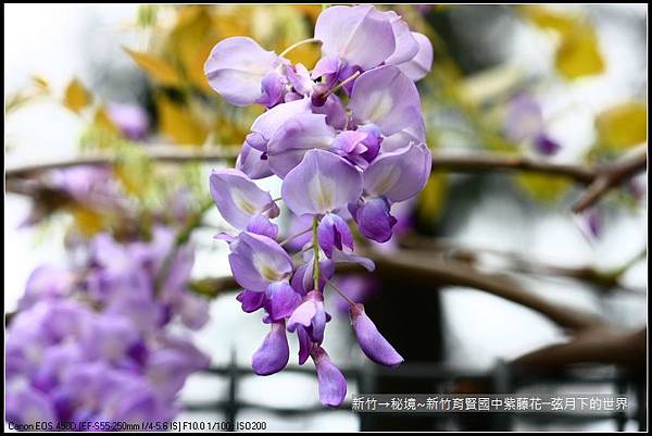 秘境~新竹育賢國中紫藤花 (6)