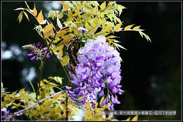 秘境~新竹育賢國中紫藤花 (12)