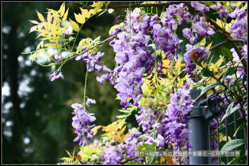 秘境~新竹育賢國中紫藤花 (30) 秘境~新竹育賢國中紫藤花 (30)