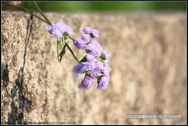 2016年銅鑼拍杭菊(1)_13