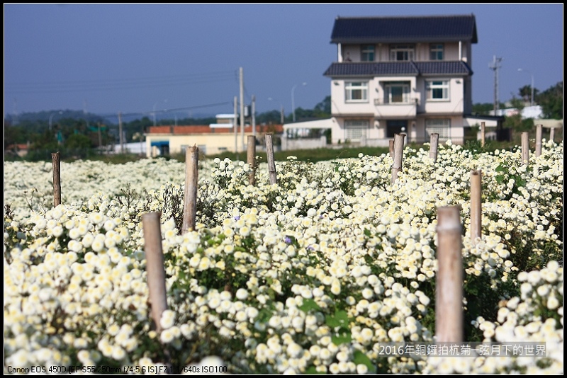 2016年銅鑼拍杭菊(1)_16