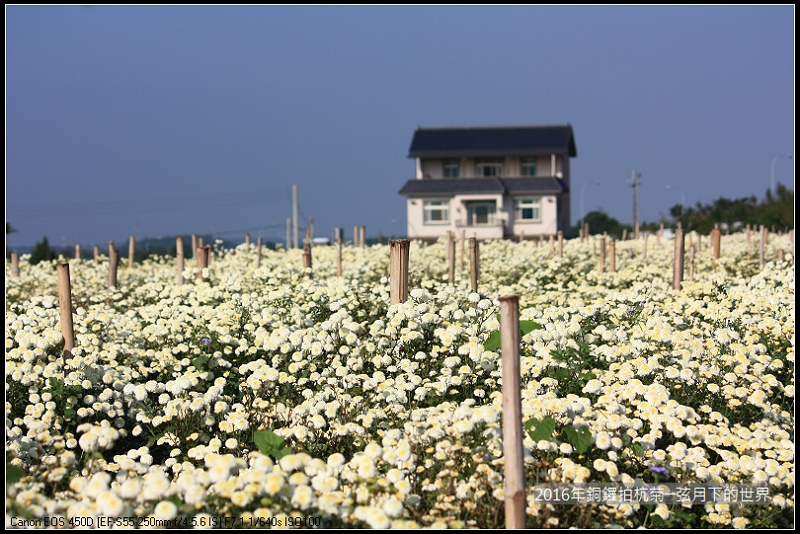 2016年銅鑼拍杭菊(1)_17