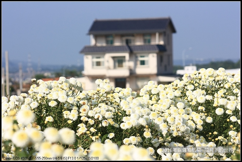 2016年銅鑼拍杭菊(1)_22