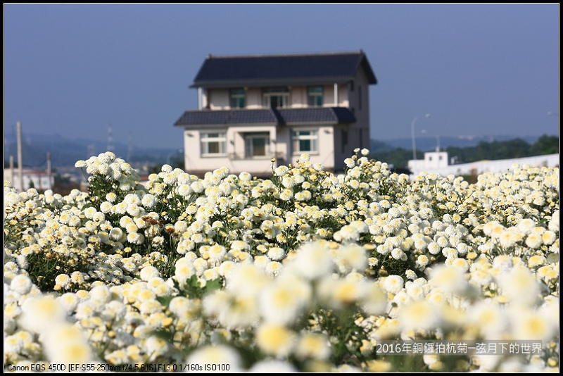 2016年銅鑼拍杭菊(1)_23