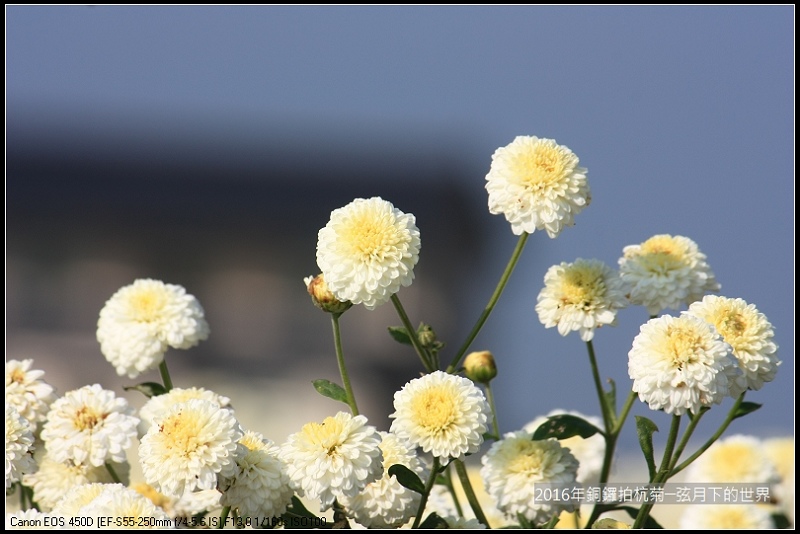 2016年銅鑼拍杭菊(1)_26