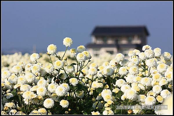 2016年銅鑼拍杭菊(1)_27