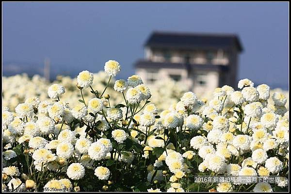 2016年銅鑼拍杭菊(1)_28