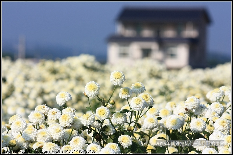 2016年銅鑼拍杭菊(1)_29