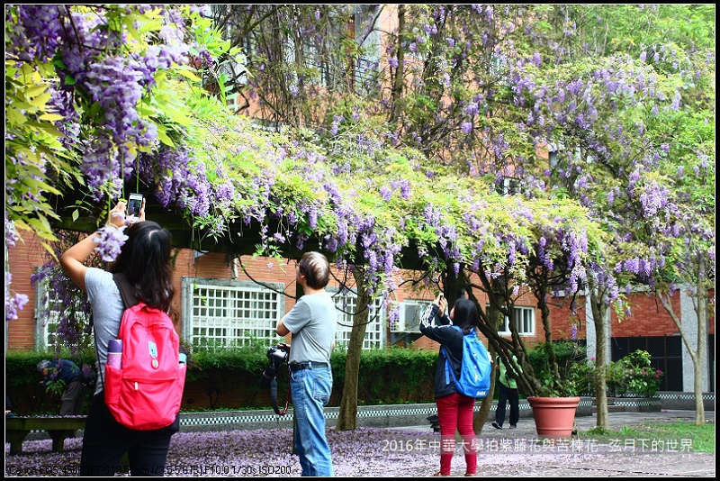 中華大學紫藤與苦楝_03 中華大學紫藤與苦楝_03