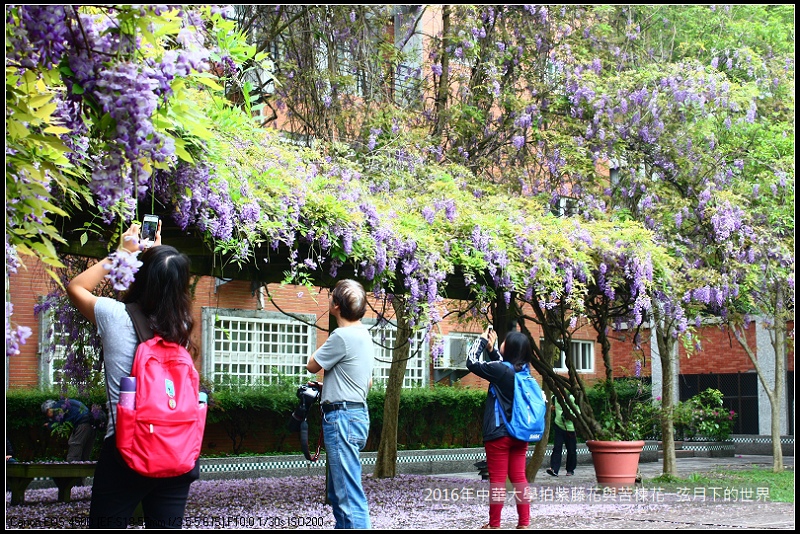 中華大學紫藤與苦楝_03