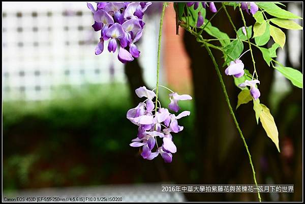 中華大學紫藤與苦楝_05