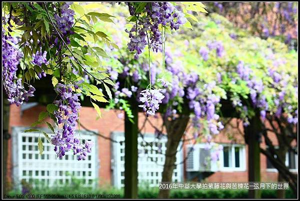 中華大學紫藤與苦楝_07