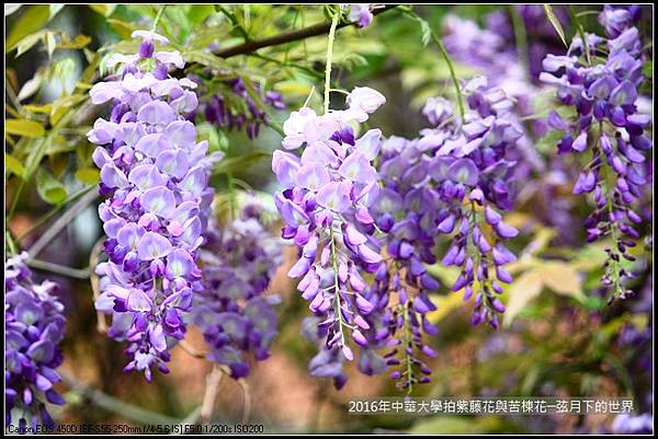 中華大學紫藤與苦楝_10