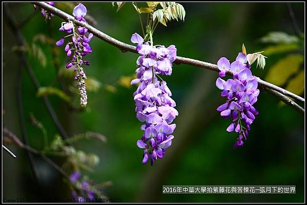 中華大學紫藤與苦楝_11