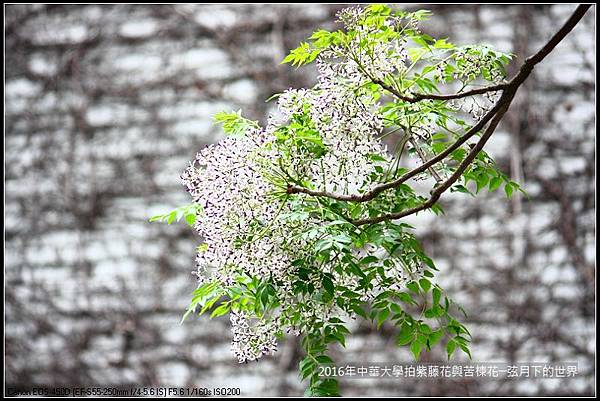 中華大學紫藤與苦楝_18