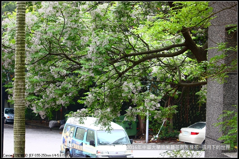 中華大學紫藤與苦楝_23