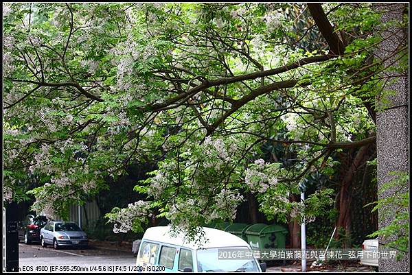 中華大學紫藤與苦楝_24