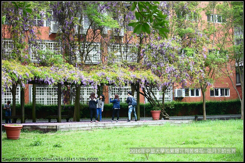 中華大學紫藤與苦楝_26 中華大學紫藤與苦楝_26