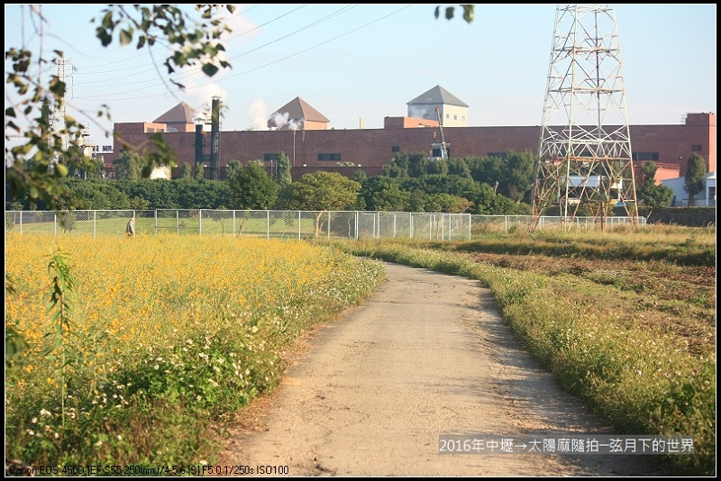 金車廠拍太陽麻_35.jpg 金車廠拍太陽麻_35.jpg