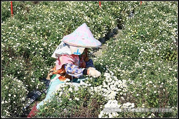 九湖農場杭菊與波斯菊_01.jpg